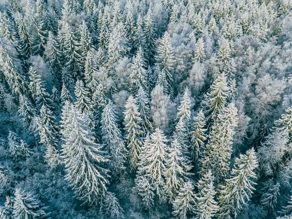 芬兰覆盖着积雪的冬季森林树的空中俯瞰. — 图库照片