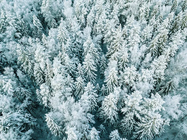 Vista aérea de árboles de bosque de invierno cubiertos de nieve en Finlandia . — Foto de Stock