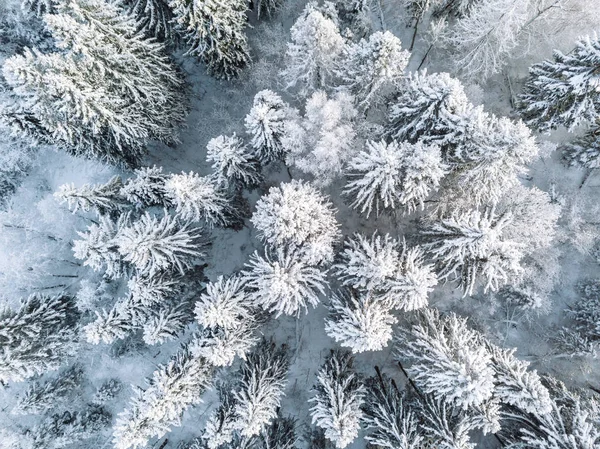 Vista aérea superior de árvores florestais de inverno cobertas de neve na Finlândia . — Fotografia de Stock