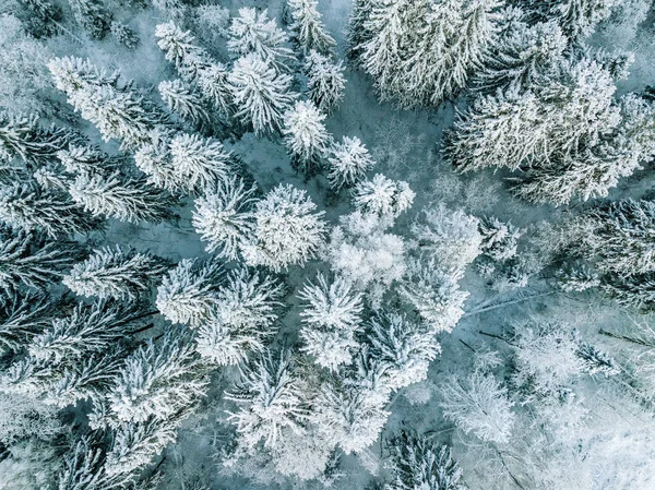 Aerial top view of snow covered winter  forest trees in Finland. — Stock Photo, Image