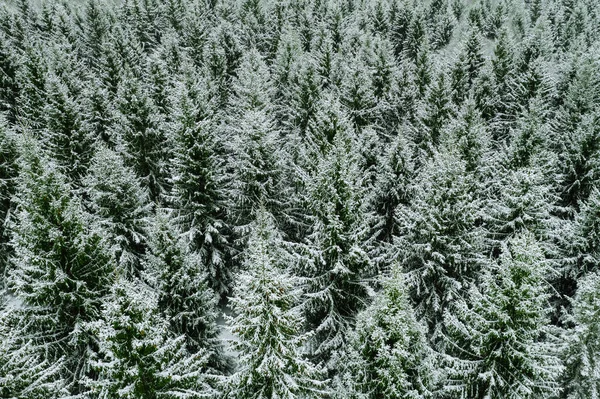 Vista aérea de los árboles cubiertos de nieve en el bosque de invierno . — Foto de Stock