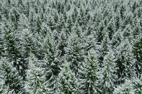 Vista aérea superior de árvores cobertas de neve na floresta de inverno . — Fotografia de Stock