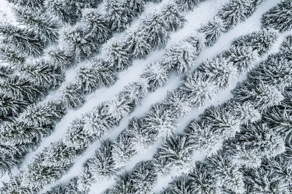 Aerial top view of snow covered trees in winter forest.