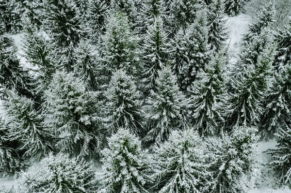 Vista aérea de los árboles cubiertos de nieve en el bosque de invierno . — Foto de Stock