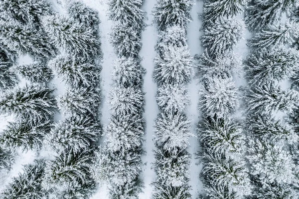 Vista aérea de los árboles cubiertos de nieve en el bosque de invierno . — Foto de Stock