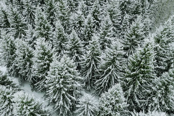 Vista aérea de los árboles cubiertos de nieve en el bosque de invierno . — Foto de Stock