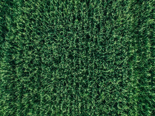 Yazın Finlandiya Yeşil Buğday Yulaf Tarlasının Havadan Görünüşü Soyut Yeşil — Stok fotoğraf