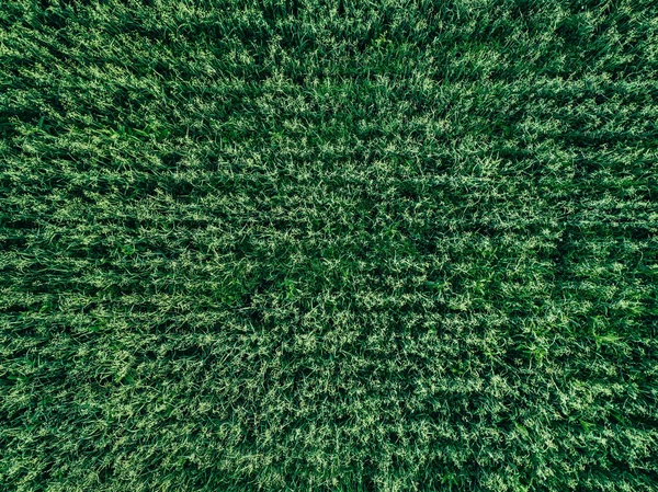 Вид Сверху Воздуха Зеленое Пшеничное Овсяное Поле Летом Финляндии Абстрактный — стоковое фото