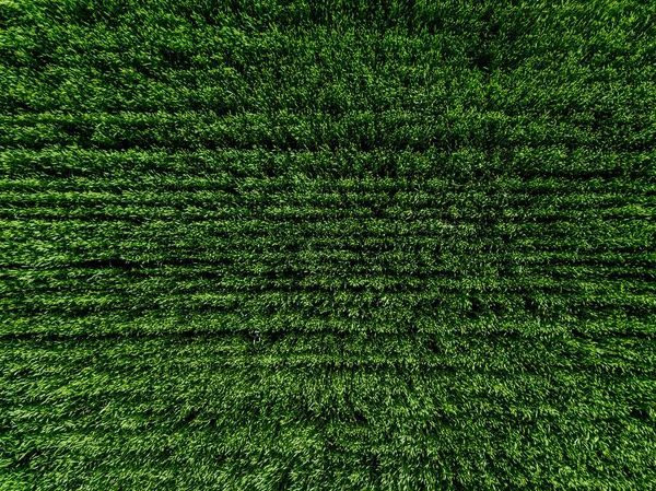 Bovenaanzicht Vanuit Lucht Van Green Country Field Met Rijlijnen Groene — Stockfoto