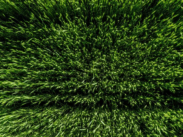 Bovenaanzicht Vanuit Lucht Van Green Country Field Met Rijlijnen Groene — Stockfoto