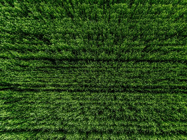 Aerial top view of Green Country Field with row lines. Green field background.
