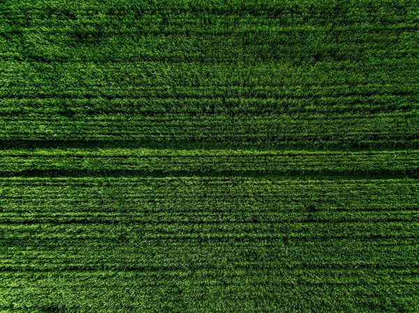 Flygfoto Över Green Country Field Med Radlinjer Grönt Fält Bakgrund — Stockfoto