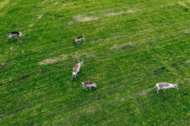 Finlandiya 'da yaz mevsiminde yeşil alandaki ren geyiklerinin hava görüntüsü. Yukarıdan drone fotoğrafçılığı