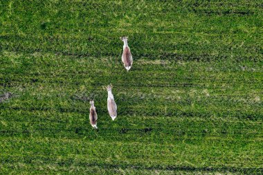 Aerial view of Reindeers in green field in summer season in Finland Lapland. Drone photography from above clipart