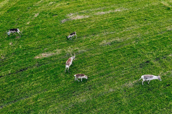 Luchtfoto Van Rendieren Het Groene Veld Het Zomerseizoen Finland Lapland — Stockfoto