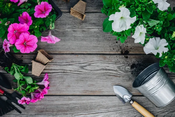 Attrezzi Giardino Vasi Fiori Con Fiori Petunia Rosa Pronti Giardinaggio — Foto Stock