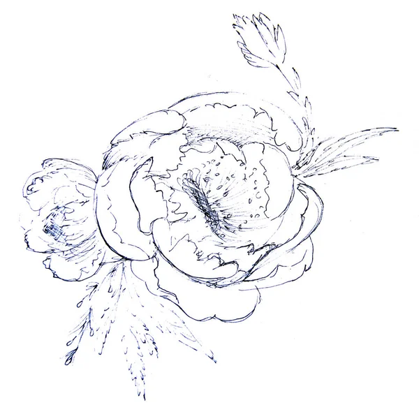 Illustration Hand Drawn Peonies Flowers Sketch White Background — Stock Photo, Image