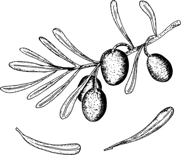 Ilustración vectorial en estilo gráfico, rama de olivo — Archivo Imágenes Vectoriales