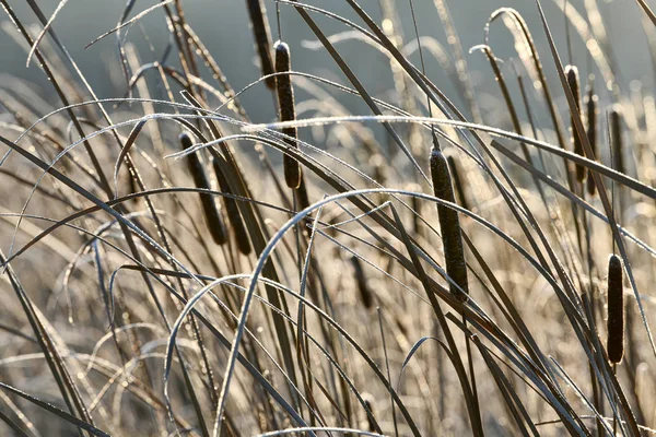 Dry cattail, reed, in the winter. Illuminated by backlight. — Stock Photo, Image