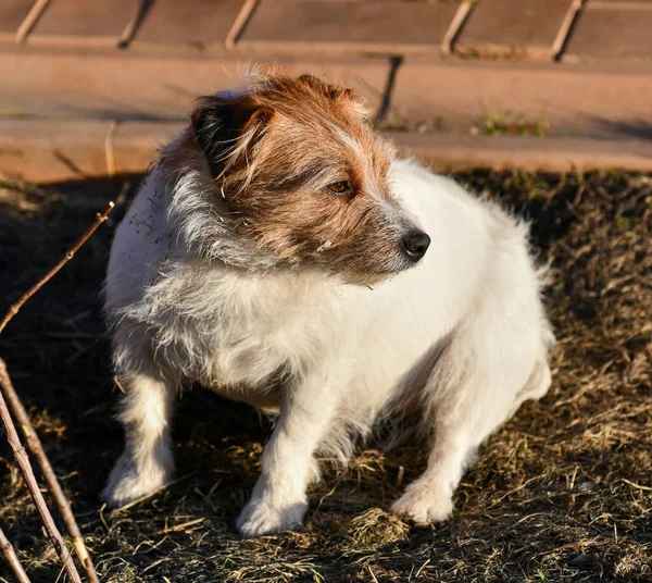 Jack Russell Terrier, en hund som sitter på marken. — Stockfoto