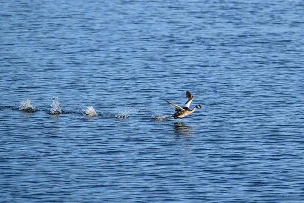Grèbe à aigrettes coulant sur l'eau. Drôle de course sur l'eau . — Photo