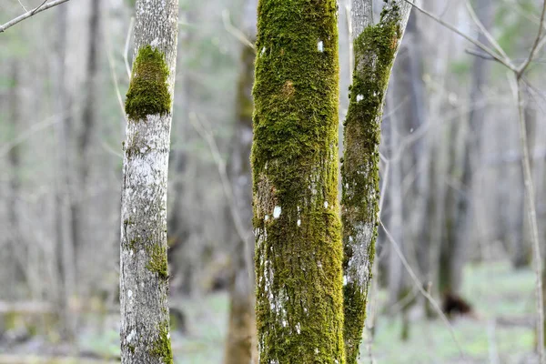 Un árbol en el bosque está cubierto de hermoso musgo . — Foto de Stock