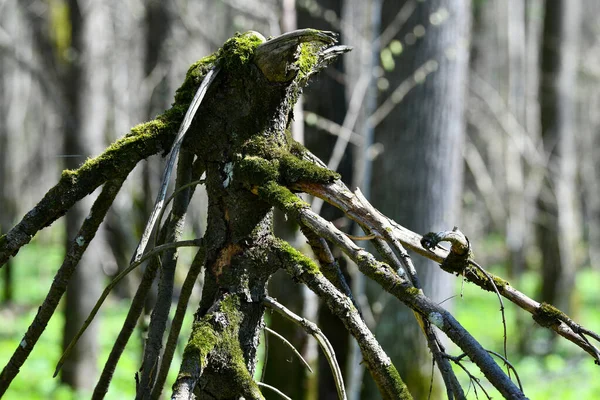 Belle souche dans la forêt ressemble à un extraterrestre — Photo