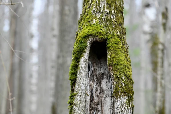 A árvore está coberta de musgo. Há uma cova no tronco da árvore . — Fotografia de Stock