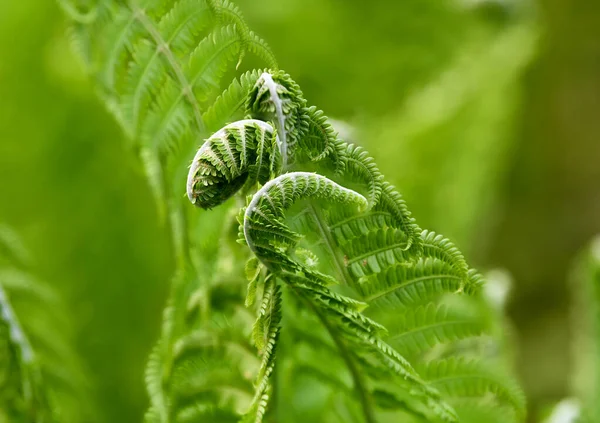 Close-up of fern in early spring — Stock Photo, Image