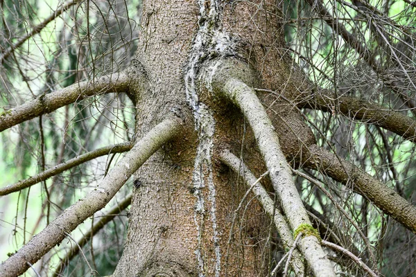 Textur Barken Från Gammal Gran Kåda Bakluckan Julgran Stora Grenar — Stockfoto