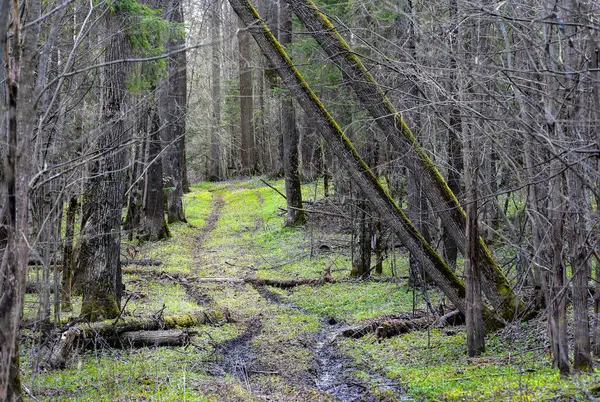 Road Forest Spring Forest Traces Passing Car — Stock Photo, Image