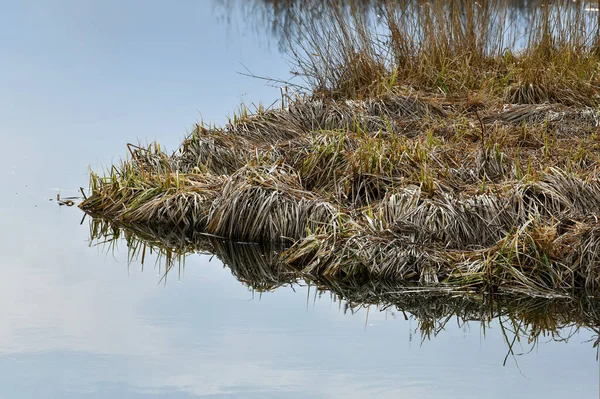 Last year\'s reed in early spring. Silver grass is beautifully reflected in the water.