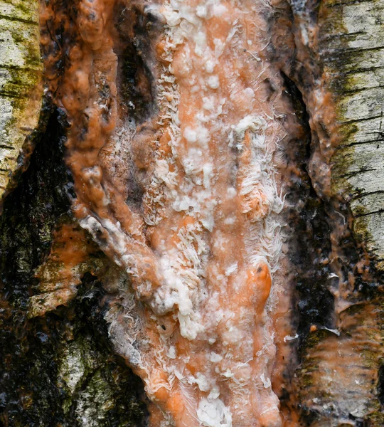 La savia de abedul en primavera sobre el tronco de abedul. La savia de abedul se ha espesado . — Foto de Stock