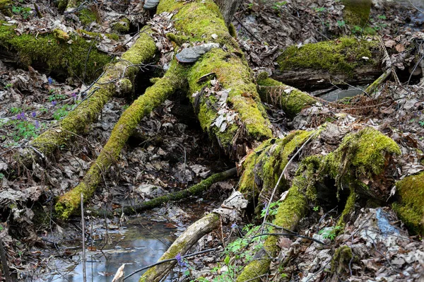 Árvores Caídas Estão Cobertas Musgo Perto Riacho Florestal Árvores São — Fotografia de Stock