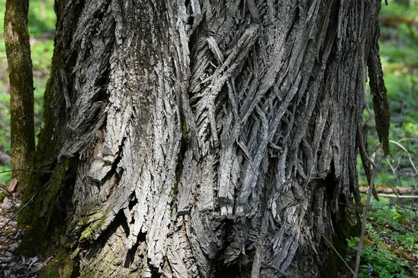 나무의 껍질을 것이다 나무껍질 아름다운 — 스톡 사진