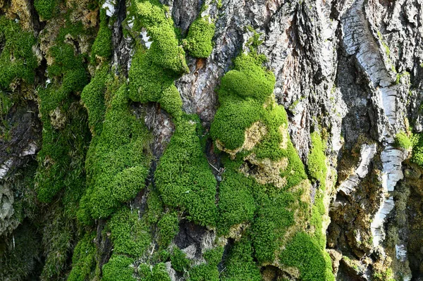 Floresta de primavera de conto de fadas. musgo suave em um tronco de vidoeiro . — Fotografia de Stock