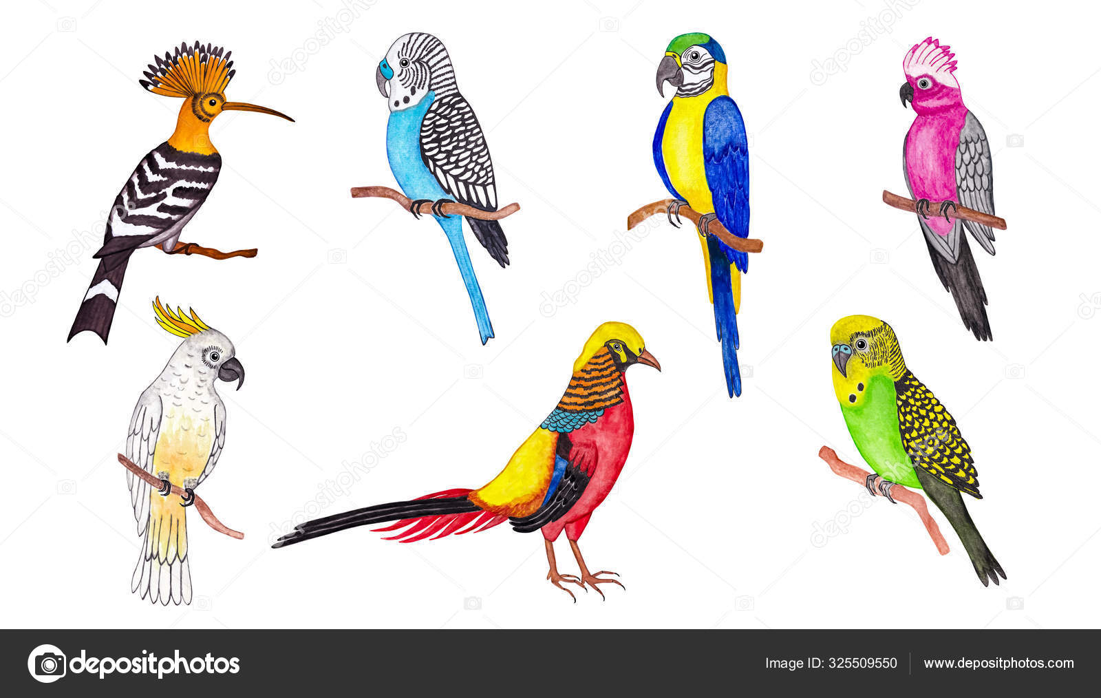 Illustration Set Different Tropical Birds Watercolor Drawing Stock ...
