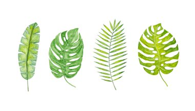 Farklı tropikal yapraklar, canavarlar, palmiye, suluboya çizimler.