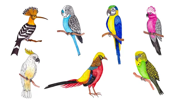 Illustration Avec Différents Oiseaux Tropicaux Dessin Aquarelle — Photo