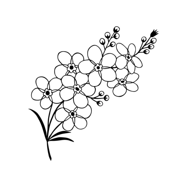 Vergissmeinnicht Blumen Vektorillustration Handzeichnung — Stockvektor