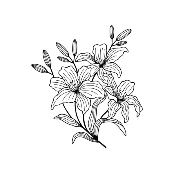 Lily Λουλούδια Στέλεχος Μπουμπούκια Φύλλα Διανυσματική Απεικόνιση Γραμμή Τέχνης Σχέδιο — Διανυσματικό Αρχείο