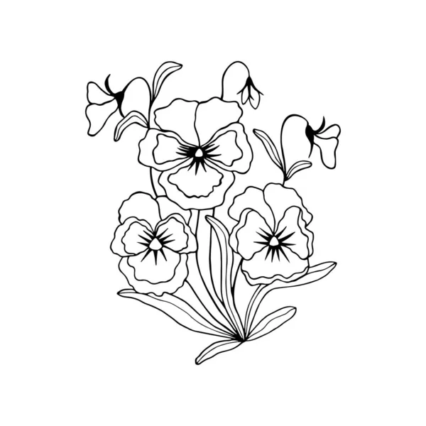 Flowers Leaves Stem Three Colored Violet Pansies Vector Illustration Hand — 스톡 벡터