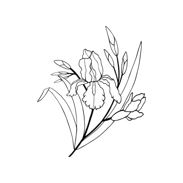 Flor Del Iris Con Brotes Hojas Eps10 Ilustración Vectorial Dibujo — Vector de stock