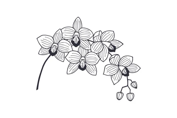 Цветы Орхидеи Векторная Иллюстрация Eps10 — стоковый вектор