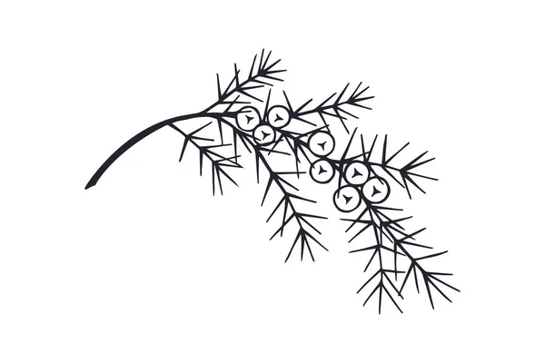 ジュニパーベリーの枝 Eps10ベクターストックイラスト手描き アートライン — ストックベクタ