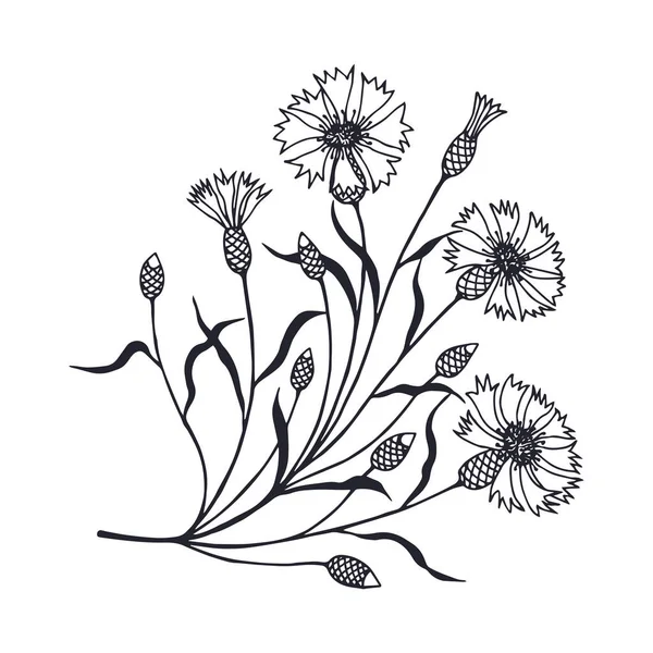 葉のついた茎にコーンフラワー Eps10ベクターストックイラスト手描き — ストックベクタ
