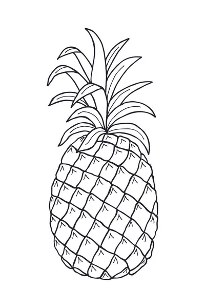 Owoc Ananasa Ilustracja Wektora Eps10 Rysunek Dłoni — Wektor stockowy