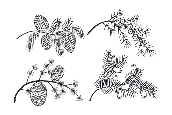 Set Branch Cedar Yew Berry Juniper Fir Tree Eps10 Vector — 스톡 벡터