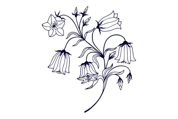 Cloches Fleurs Sur Fond Blanc Dessiné Main Illustrations Vectorielles Eps10 — Image vectorielle