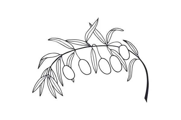 Branche Aux Olives Noires Feuilles Eps10 Illustration Vectorielle Stock Dessin — Image vectorielle